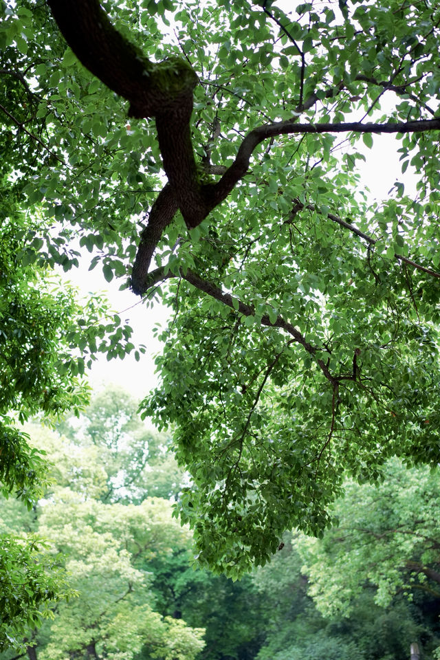 浪漫泸州｜藏在忠山公園的松弛感