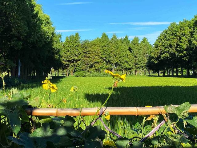 打卡上海青西郊野公園。