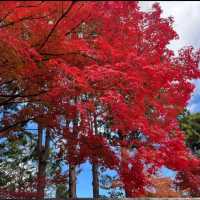 Fall colors in the temples of Japan