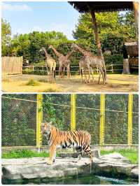 「瘋狂動物城」上海野生動物園走起。