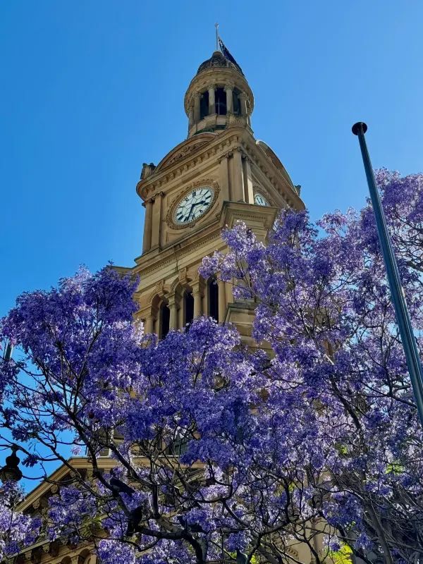 Chasing Jacarandas in Sydney