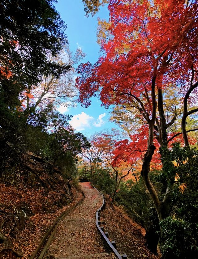 奈良若草山，令人心動的落葉。。