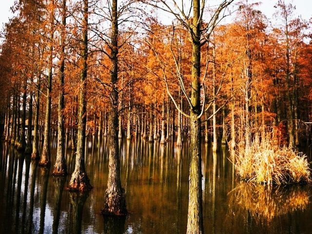 水杉變紅如火如荼~~青西郊野公園