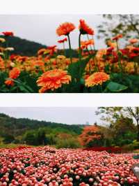 青秀山東門--葉子花園、水生花園、莫奈花園