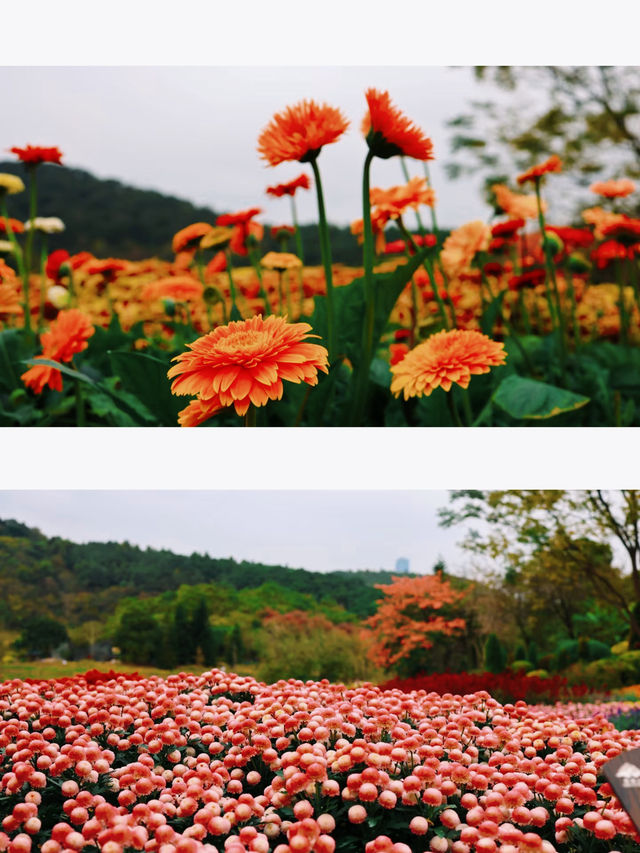 青秀山東門--葉子花園、水生花園、莫奈花園