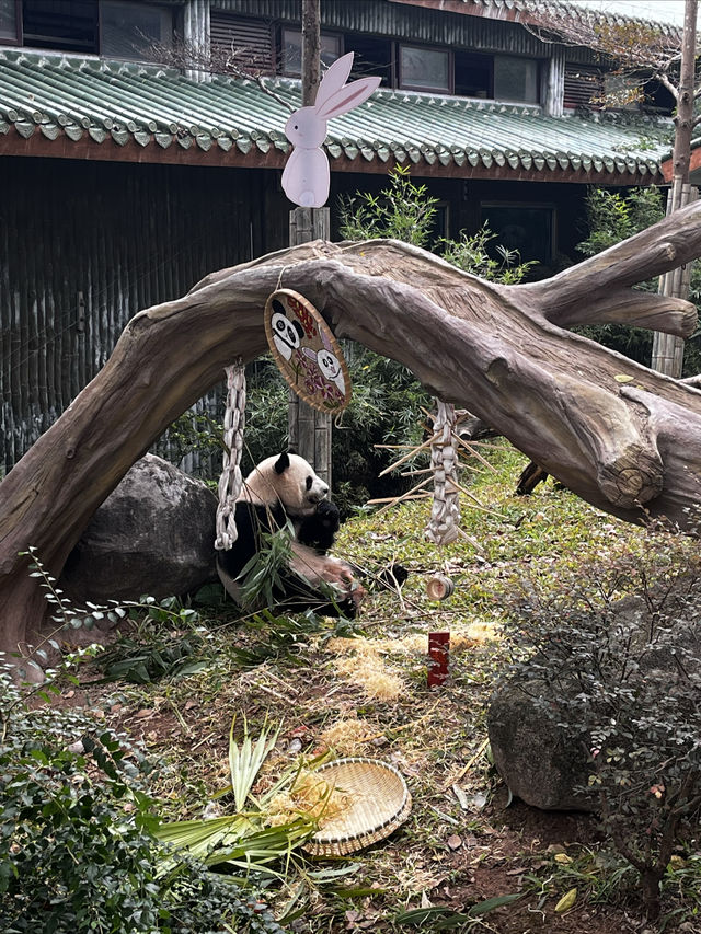 多次遊覽廣州動物園，為您總結的詳盡攻略來啦