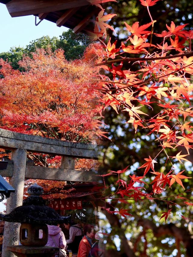 京都嵐山常寂光寺｜