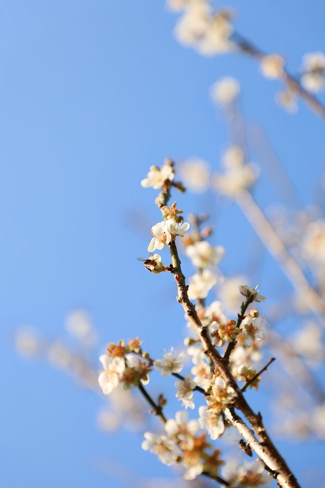 廣州 | 香雪公園的梅花怒放了(附路線)