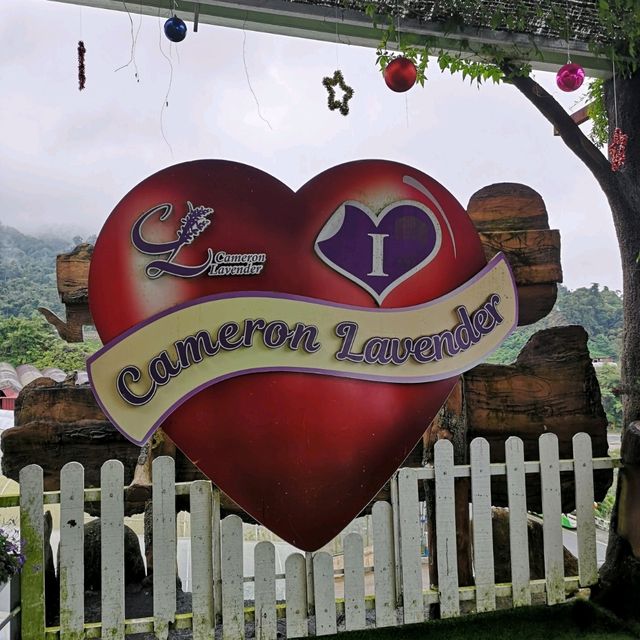 LAVENDER GARDEN CAMERON HIGHLAND 