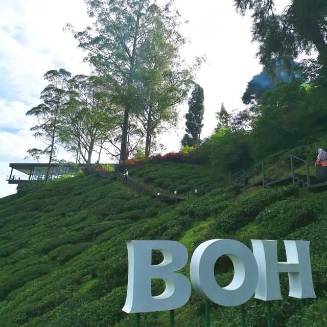 🫖 Unwind @ BOH Cameron Highlands