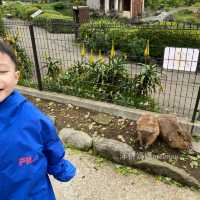 伊豆仙人掌動物園🌵