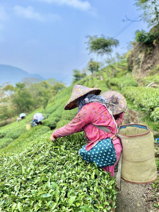 阿里山茶園遊記