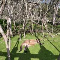 Wildlife sanctuary in Melbourne!