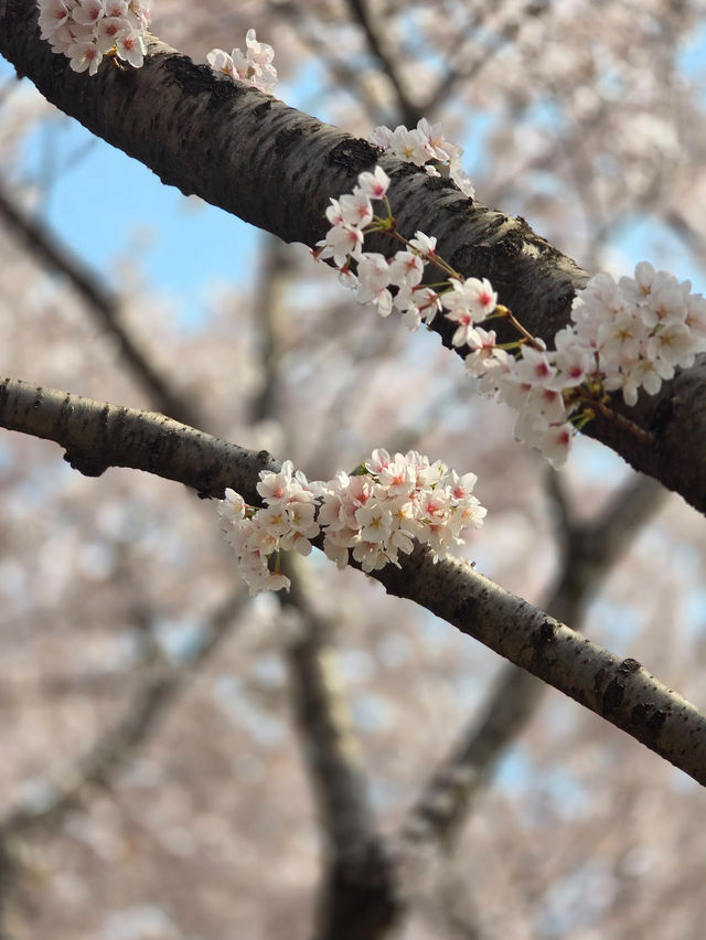 「首爾春天賞櫻好去處」- 安養川櫻花散步道，春日浪漫