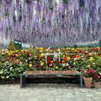 A Serene Oasis at Gapyeong Begonia Bird Park!