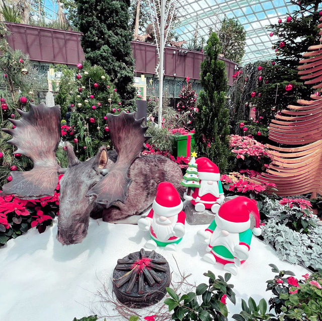 Magical Christmas Experience at Flower Dome!