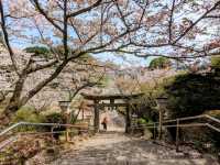 九州武雄神社：賞櫻花、看神木的人氣No.1免費景點