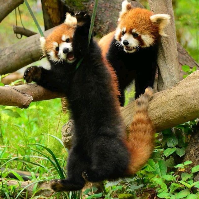 親子活動帶小孩去廣州動物園