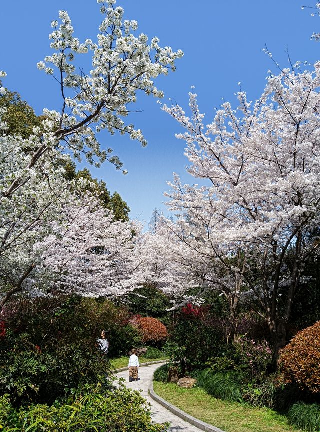 長風公園櫻花苑，春天玩點花的