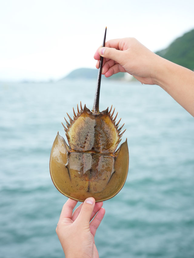 離開香港前，一定不能錯過的南丫島