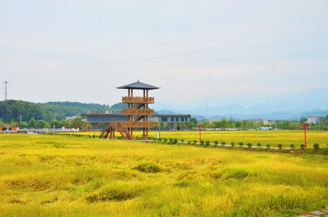 武漢將迎來宮崎駿漫畫"喜州"稻田。