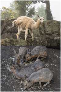 靜岡旅遊｜五遊伊豆，終於打卡了心水的動物園。