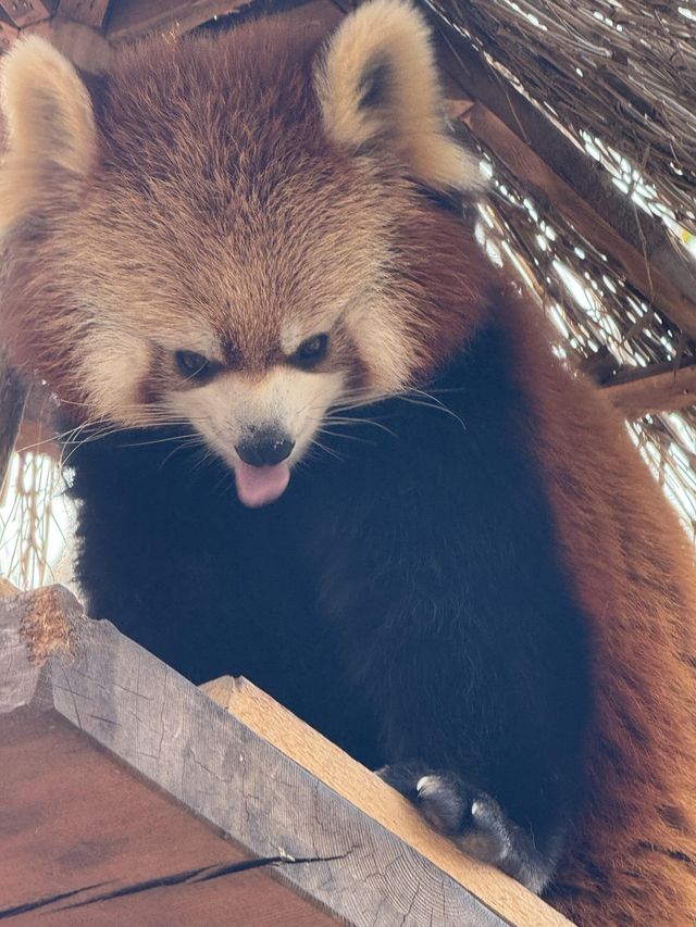 北京野生動物園暢遊攻略。