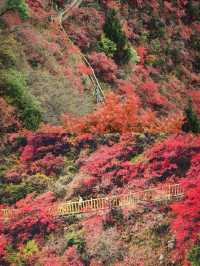 巫山三峡紅葉美得令人瘋狂！《國家地理》果然沒有騙我