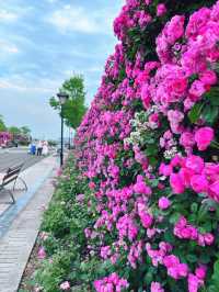 武漢遛娃好去處 | 楊春湖公園：花海中的寶藏樂園