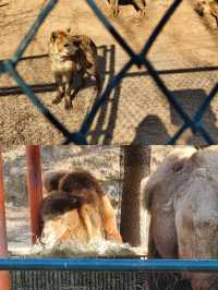 冬日探秘大連森林動物園，動物萌態百出！