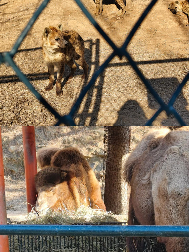 冬日探秘大連森林動物園，動物萌態百出！