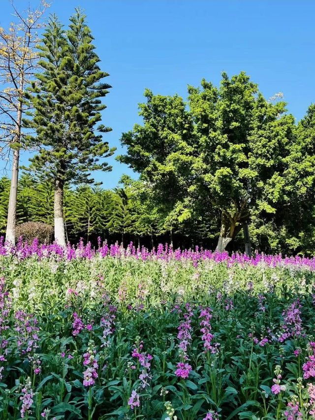 《廈門植物園｜繁花盛景，四季斑斕的生態畫卷