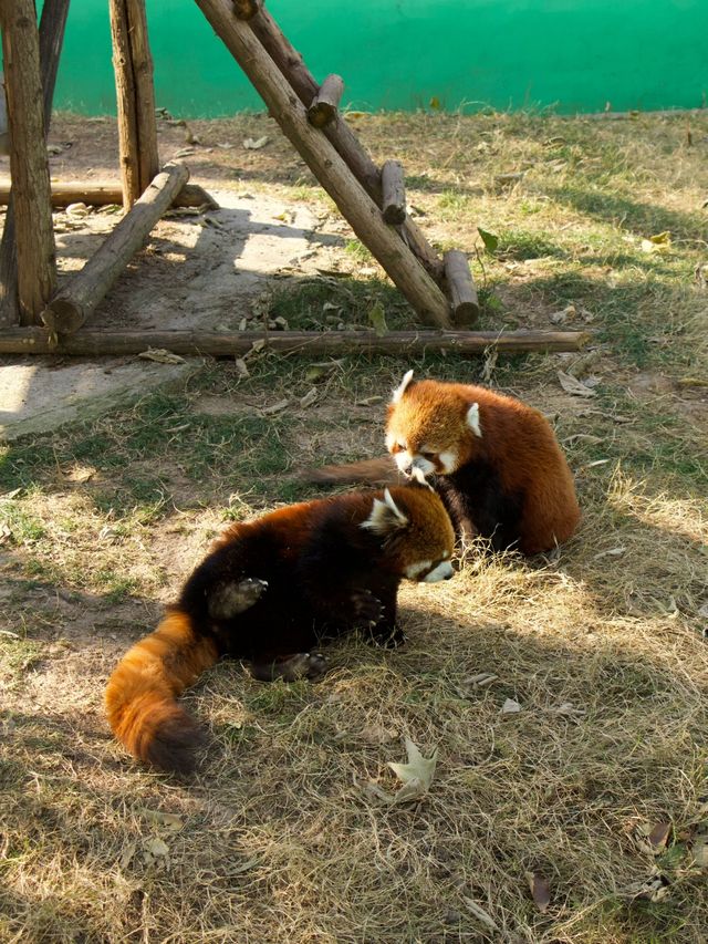 冬季反向目的地特色旅行好去處（附海南動物園攻略）