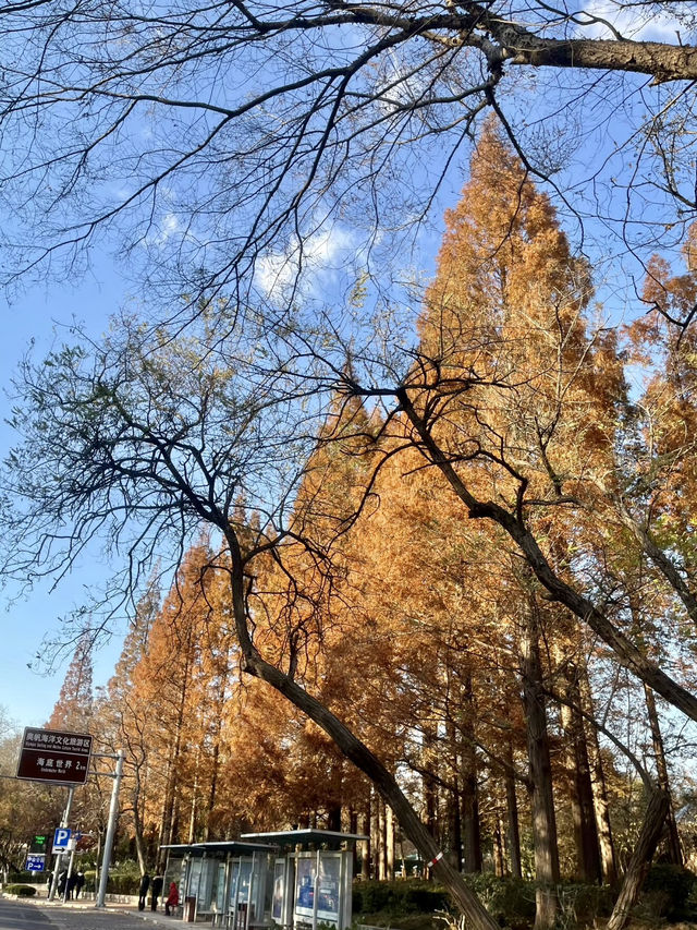 青島中山公園：海濱與山林的交融