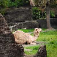 臺北市動物園｜多元化的園區｜