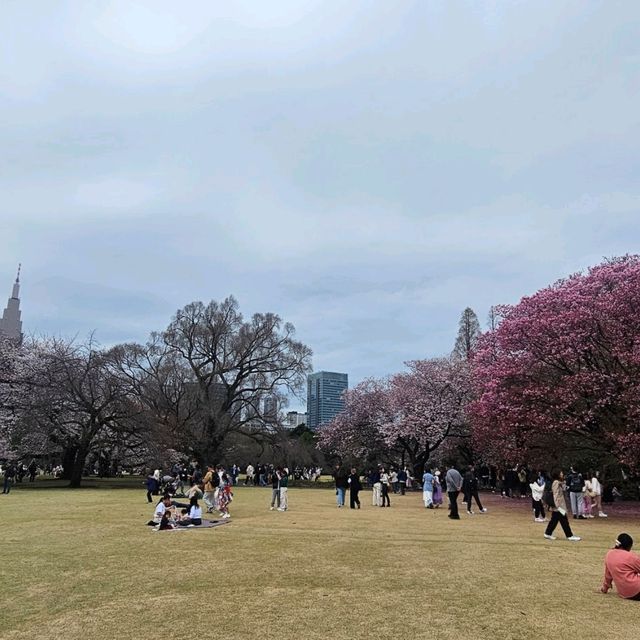 Chasing Japan Cherry Blossom Version 2024