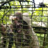 Relaxing Walk thru Animal Jungle at Zoo Negara