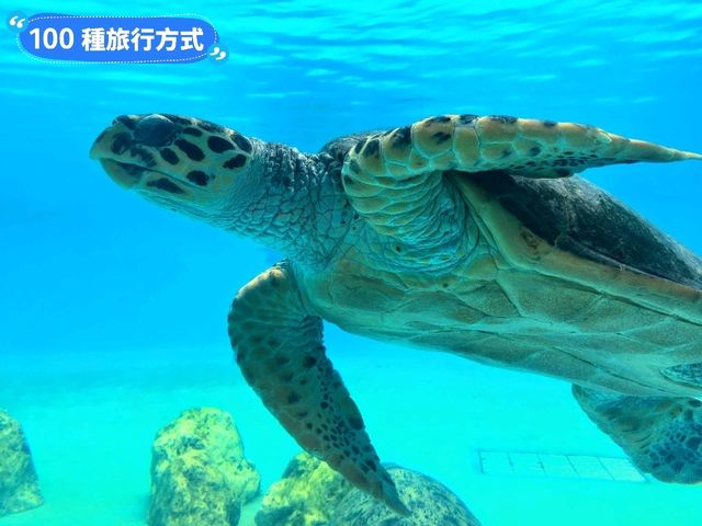 沖繩親子旅行好去處：亞州最大的美麗海水族館