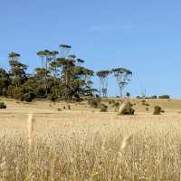 Exploring Maria Island National Park: A Journey Through Time and Nature