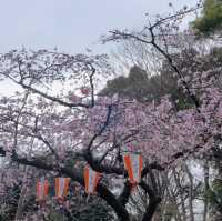 Embracing Tranquility at Ueno Park’s Scenic Avenues!