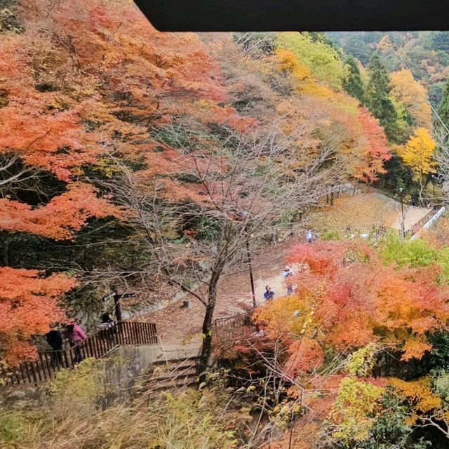 有馬溫泉的秋日秘境，鼓瀧公園紅葉美景。