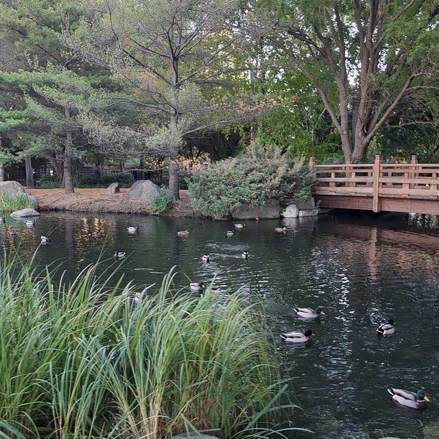 Kariya Park in autumn 🇨🇦