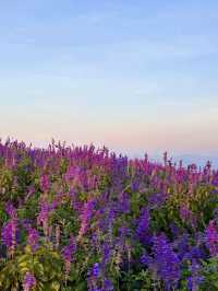 Ying Yong Flower Garden is Mesmerizing ❤️