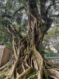 A Rainy Day at Victoria Peak Garden