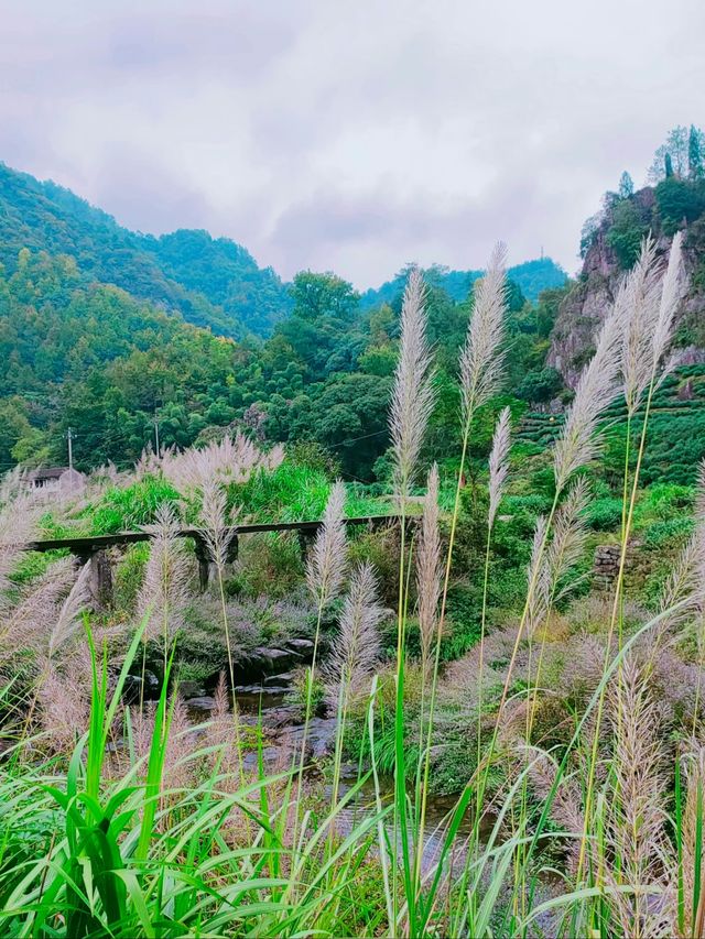 即將消失的行山路線——安山古道。