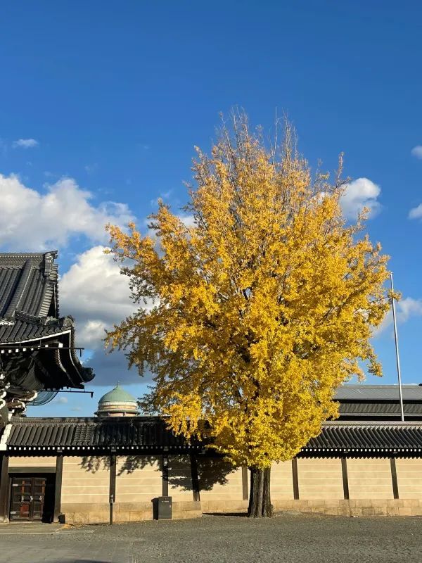 The Night Maple of Toji and the Ginkgo of Nishi Honganji are Amazing