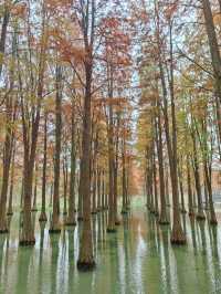 12.7青西郊野公園實景，說說真實感受