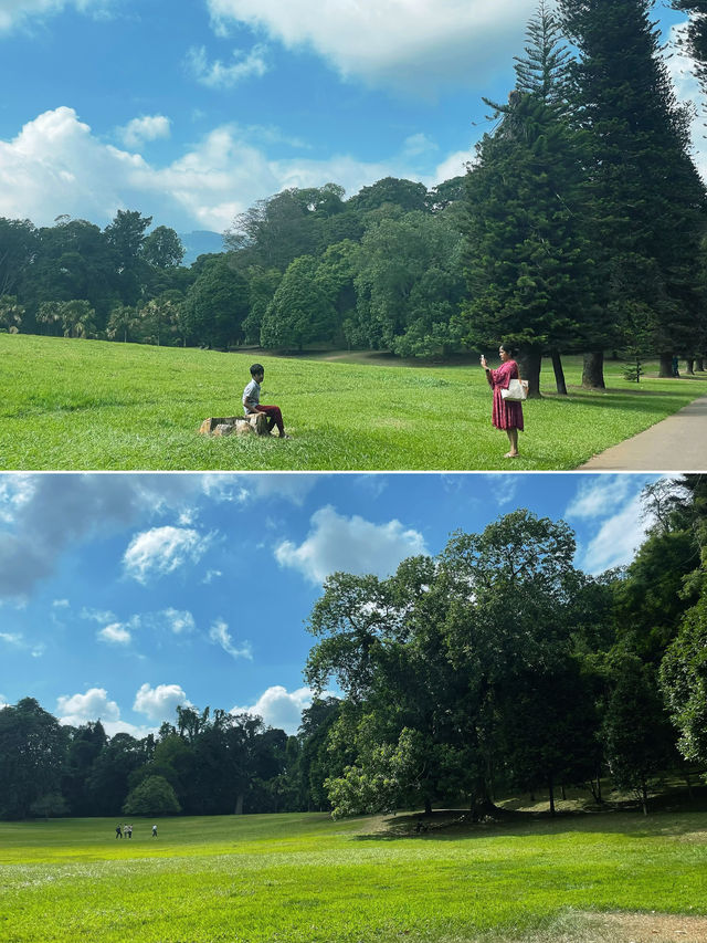 冬季反向遊 | 斯里蘭卡皇家植物園，不一樣的熱帶風情