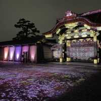 京都二條城Naked Flowers夜櫻燈光show！