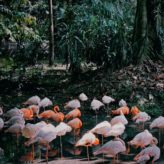 馬來西亞國家動物園-福娃和鳳儀的家園